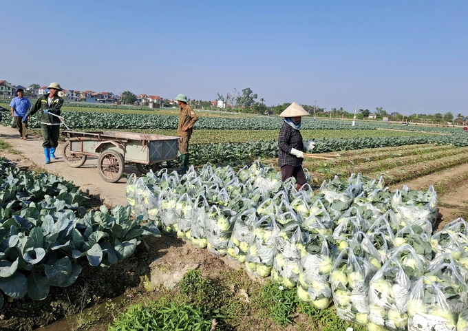 Nông dân phấn khởi vì trà rau vụ đông sớm cho năng suất và giá bán ở mức cao. Ảnh: Trung Quân.