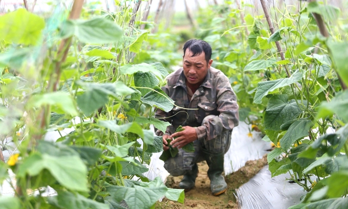 Anh Nguyễn Thọ Khương là người tiên phong trong việc gom đất sản xuất lớn cây vụ đông và liên kết tiêu thụ sản phẩm cho bà con. Ảnh: Ngọc Linh.