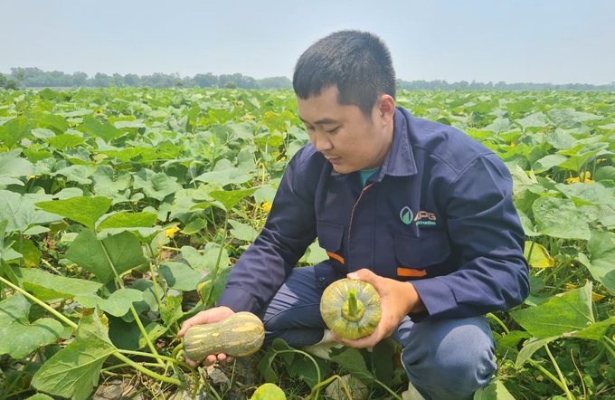 Nghệ An đã dành nhiều chủ trương, chính sách hỗ trợ để thu hút các chủ thể tham gia phát triển vụ đông. Ảnh: Việt Khánh.