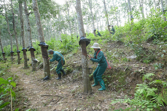 Đời sống của người dân vùng cao Lai Châu thay đổi, khấm khá hẳn lên từ khi cao su xuất hiện. Ảnh: Tùng Đinh.