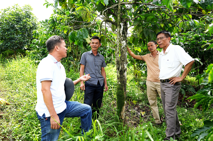 Ông Nguyễn Viết Tiến (bìa trái) giới thiệu mô hình cà phê hữu cơ với ông Hồ Gấm (bìa phải), Chủ tịch Hội Nông dân tỉnh Đắk Nông. Ảnh: Hồng Thủy. 