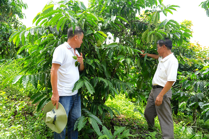 Ông Hồ Gấm - Chủ tịch Hội Nông dân tỉnh Đắk Nông (phải) đánh giá cao mô hình canh tác cà phê hữu cơ và liên kết làm du lịch. Ảnh: Hồng Thủy.