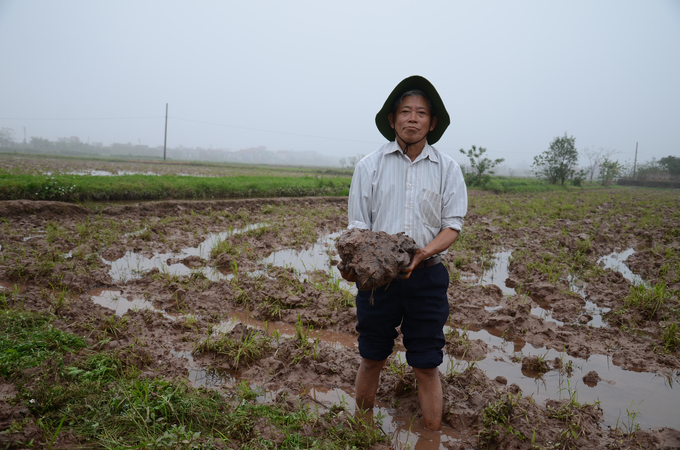 Đất nông nghiệp nhiều nơi đã bị thoái hóa. Ảnh: Dương Đình Tường.