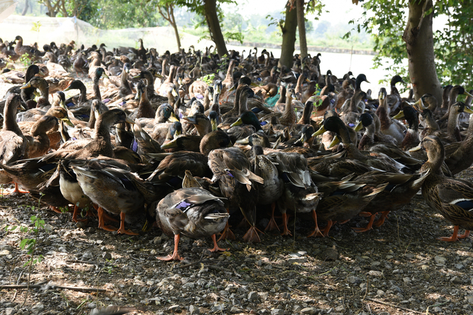 A separate area for male green-headed ducks. Photo: Duong Dinh Tuong.