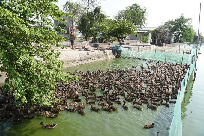 A corner of Dan's duck farm in Hoa Lam commune, Ung Hoa district, Hanoi. Photo: Duong Dinh Tuong.