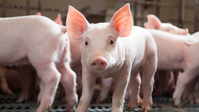 Live pig prices in the three regions on November 27, 2024