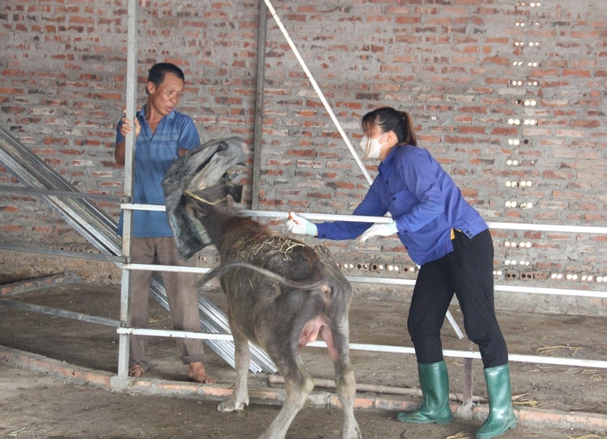 Định kỳ tiêm phòng vacxin cho đàn gia súc là biện pháp hiệu quả nhất để ngăn chặn sự phát sinh, lây lan của bệnh lở mồm long móng. Ảnh: Trung Quân.