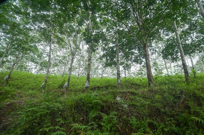 Cây cao su trên đất Mường Nhé. Ảnh: Tùng Đinh. 