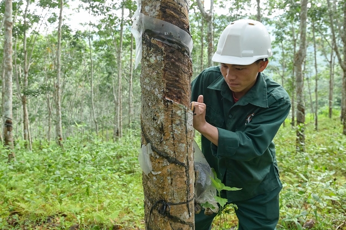 Bày tay vàng cao su Mường Nhé. Ảnh: Tùng Đinh. 