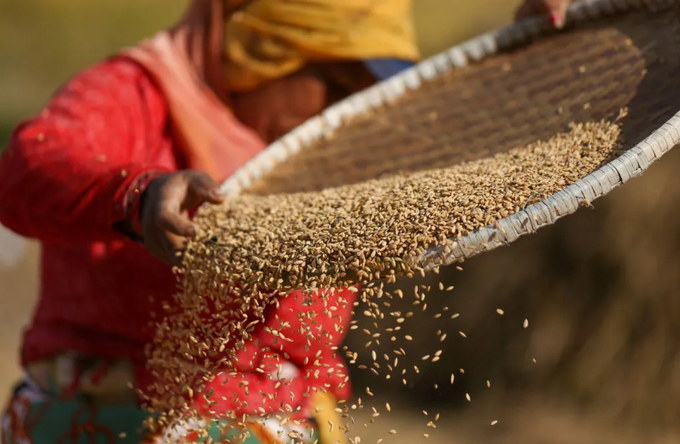 A Nepali farmer winnows rice grains to separate them from the husks in a field in Khokana, Lalitpur, Nepal, on Nov. 6, 2024.