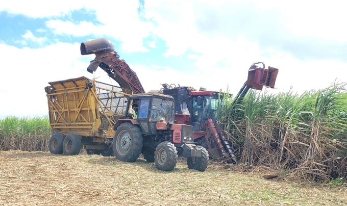 Vụ mía năm nay, nhà máy sẽ thu mua hết cho người dân. Ảnh: Tuấn Anh.