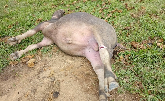 A total of 26 buffaloes and cows were initially found dead in Huoi Mu village. Photo: VK.