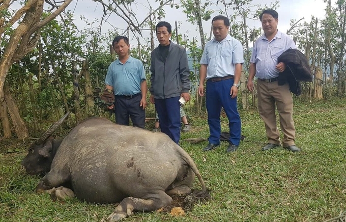 Cattle in Huoi Tu commune are suspected of having blackleg due to symptoms of swollen bellies. Photo: VK.