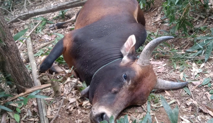 Unpredictable movements of the disease, combined with free-range farming habits of livestock owners, contribute to the risk of widespread. Photo: VK.