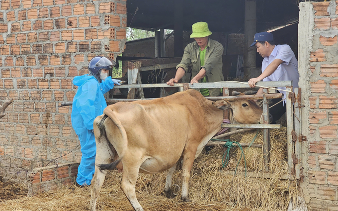 Cán bộ thú y thực hiện tiêm phòng vacxin tại trang trại gia đình chị Hằng. Ảnh: T. Phùng.