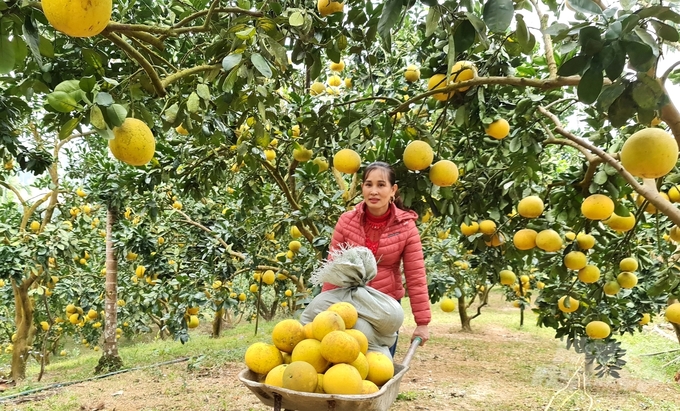 Sản xuất nông nghiệp theo hướng nông nghiệp tốt, giúp nâng tầm thương hiệu nông sản xứ Tuyên. Ảnh: Đào Thanh.