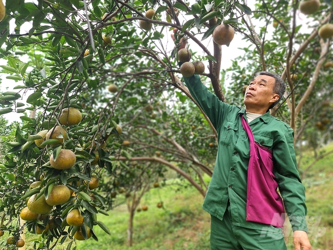 Phong trào làm nông nghiệp hữu cơ ngày càng lan tỏa và phát triển ở Tuyên Quang. Ảnh: Đào Thanh.