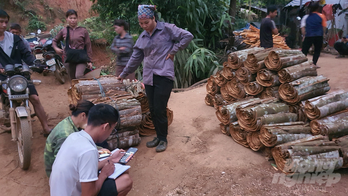 Thương lái về xã Mỏ Vàng thu mua quế bóc.