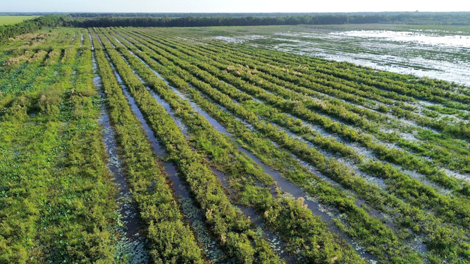 Images of the forest's development after 2 years of restoration. Photo: Ho Chi Minh City Law Newspaper.