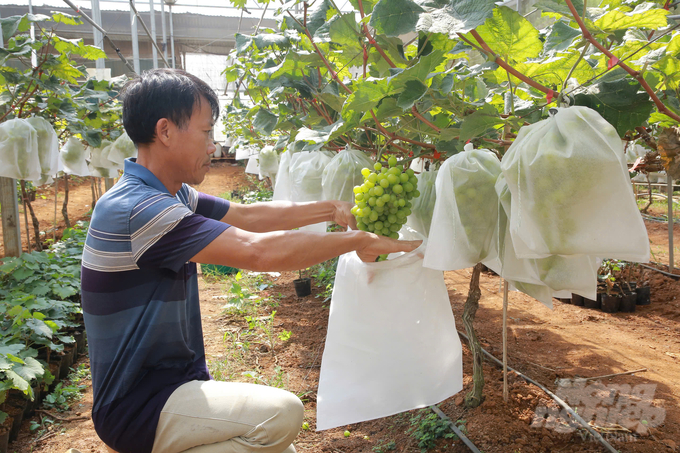 Sử dụng túi bao trái cho quả nho. Ảnh: Quang Dũng.