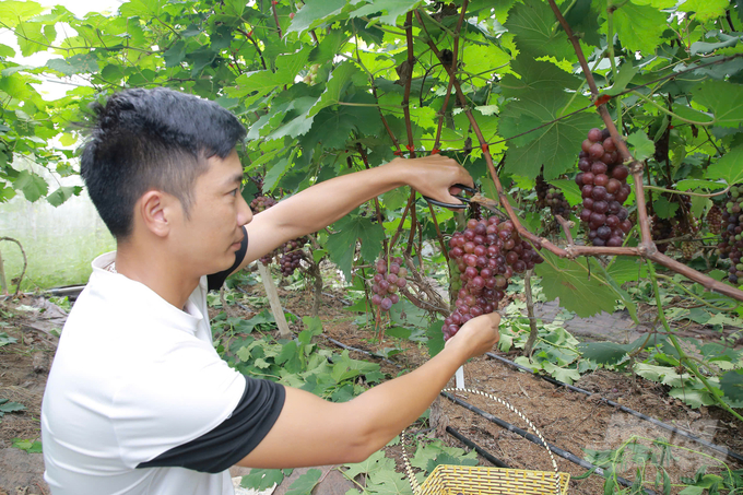 Vườn nho Hạ Đen của gia đình anh Nguyễn Mạnh Hùng, ở bản Bãi Sậy, xã Mường Sang có diện tích trên 1.000m2 với tổng số 500 cây; được trồng trong nhà kính, có hệ thống tưới nhỏ giọt tự động.