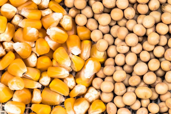 corn-soybeans_ALFRIBEIRO---STOCK.ADOBE.COM_e