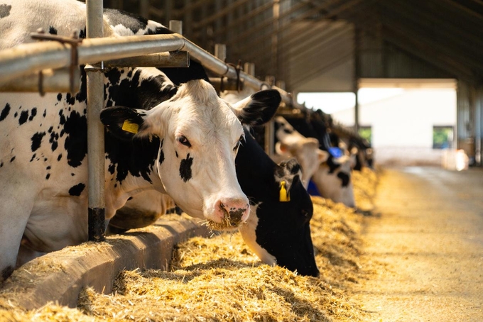 Dairy cows in open barn. Photo: Scharfsinn86/iStock.