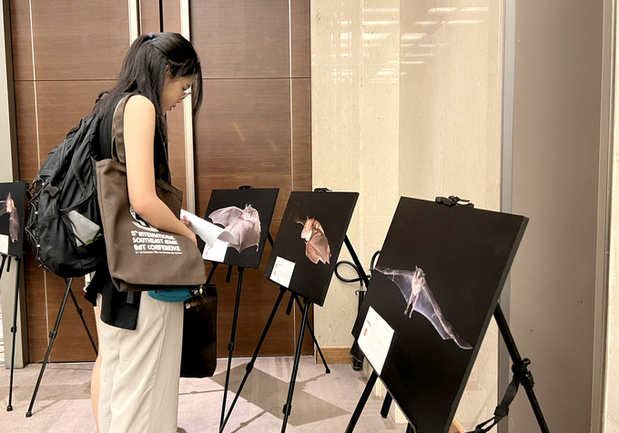 Attendees of the conference view photos of various bat species. Photo: Son Trang.