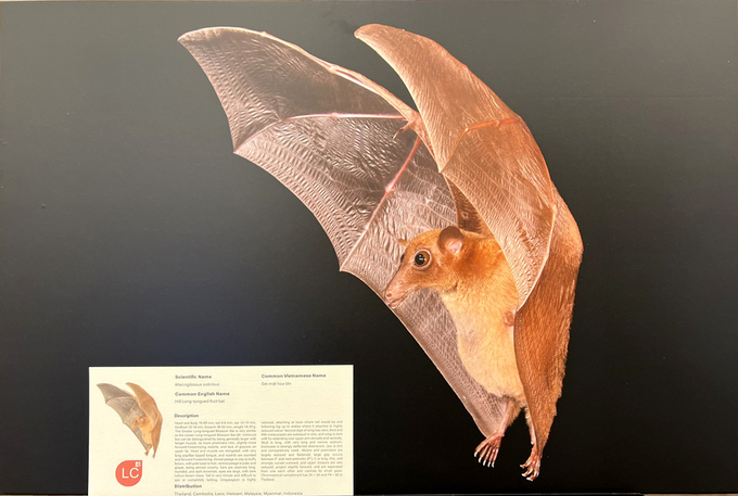 A photo of a bat species found in Vietnam, displayed at SEABCO 2024. Photo: Son Trang.