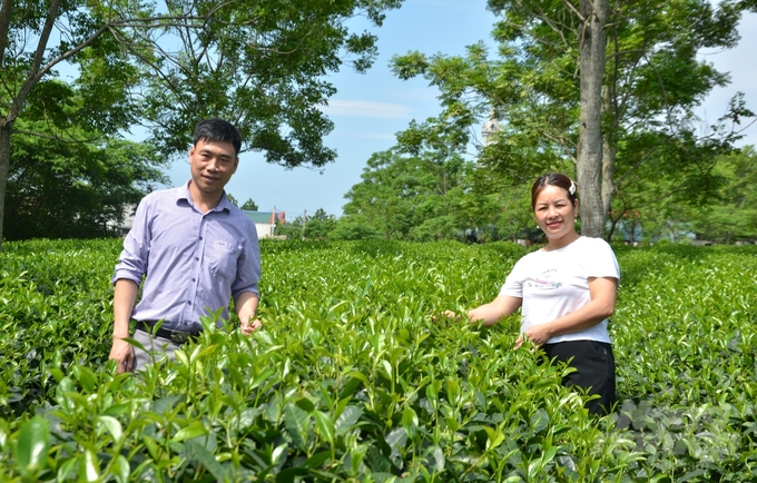 Vườn chè sản xuất theo hướng nông nghiệp tốt tại HTX chè Sử Anh của anh Nguyễn Công Sử. Ảnh: Đào Thanh.