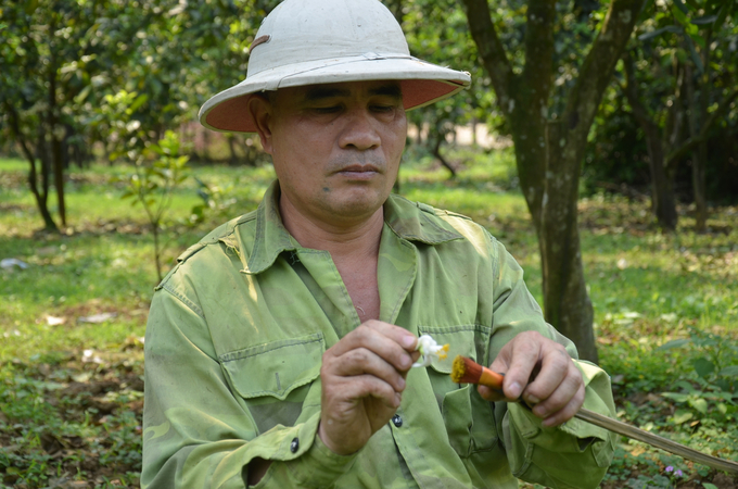 Lấy phấn để thụ phấn bổ sung cho bưởi Diễn ở huyện Chương Mỹ. Ảnh: Dương Đình Tường.