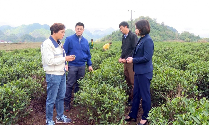 Chị Nguyễn Thị Bình (ngoài cùng bên trái) thăm vùng liên kết sản xuất chè của người dân. Ảnh: NVCC.