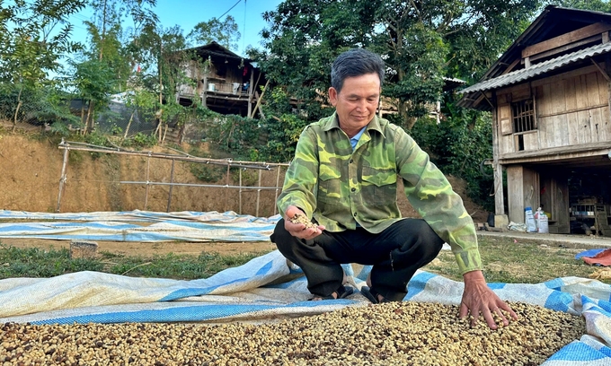 Ông Quàng Văn Trận phơi cà phê ở sân nhà. Ảnh: Đức Bình.