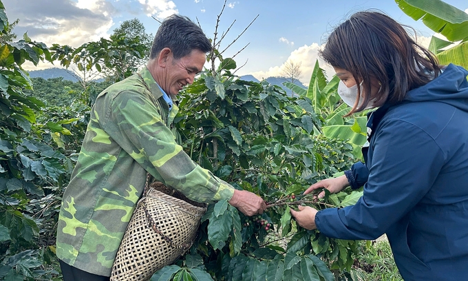 Hiện nhà ông Trận có 3ha trồng cà phê, cho doanh thu hàng trăm triệu mỗi năm. Ảnh: Đức Bình.