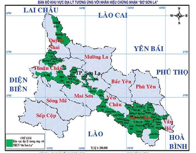 Nhãn hiệu 'Bơ Sơn La' giờ gần như lan ra khắp cả tỉnh, tập trung nhiều tại khu vực thành phố, huyện mộc Châu, Mai Sơn và Thuận Châu. Ảnh: Sở NN-PTNT Sơn La.