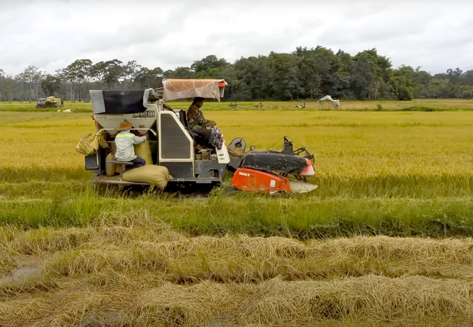 Rice harvest in Dong Nai. Photo: Son Trang.