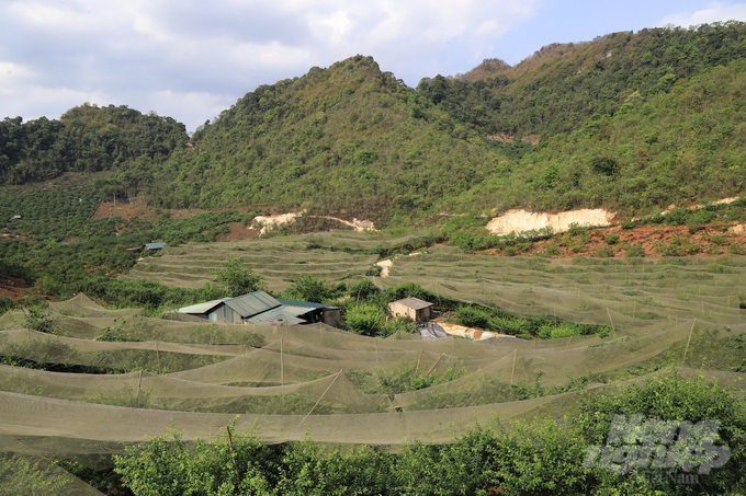 Nông dân thị trấn Mộc Châu sử dụng màng phủ cho mận hậu. Ảnh: Quang Dũng.