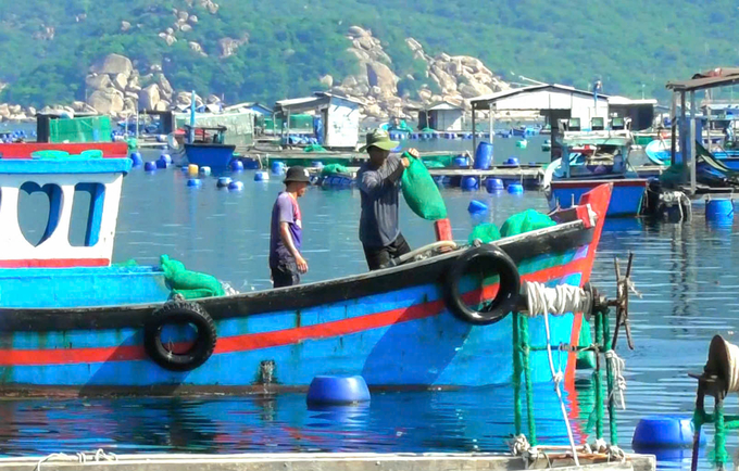 Người nuôi tôm hùm tại xã Cam Bình, TP Cam Ranh (Khánh Hòa) sử dụng túi lưới đựng thức ăn cho tôm thay thế túi nilon. Ảnh: PC.