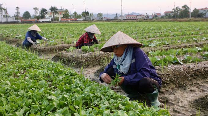 Quy trình trồng và chăm sóc rau đều theo hướng hữu cơ, được HTX giám sát nghiêm ngặt. Ảnh: Thanh Phương.