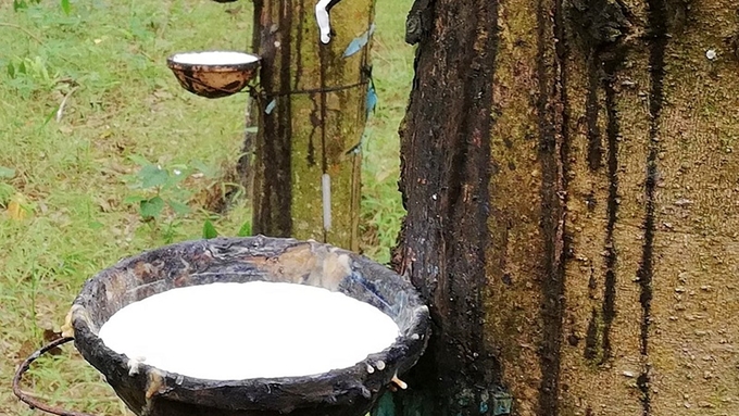 Vietnam's rubber exports to the United States have increased significantly this year.