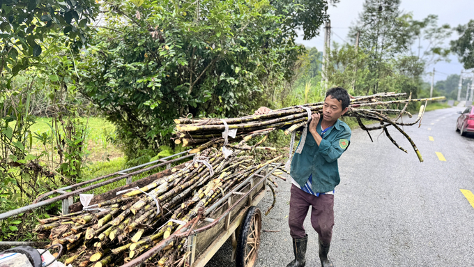 Cây mía sau khi chặt sẽ được kết thành từng bó, đưa lên xe đem về nhà ép lấy mật. Ảnh: Ánh Nguyệt.