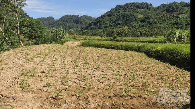 Một số vị trí tại xã Bình Phú, huyện Chiêm Hóa, tỉnh Tuyên Quang thu gom xong bùn thải, các hộ đã trồng cỏ voi phục vụ chăn nuôi.