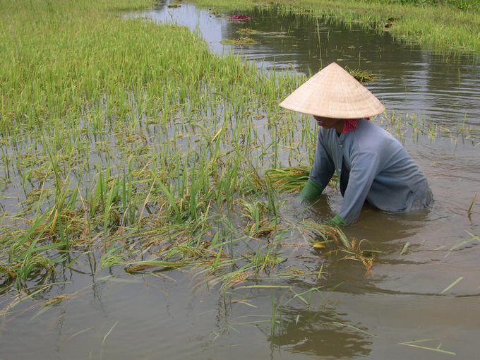 Ngập úng gây ảnh hưởng trực tiếp đến sản xuất nông nghiệp của người dân ĐBSCL. Ảnh: Lê Hoàng Vũ.