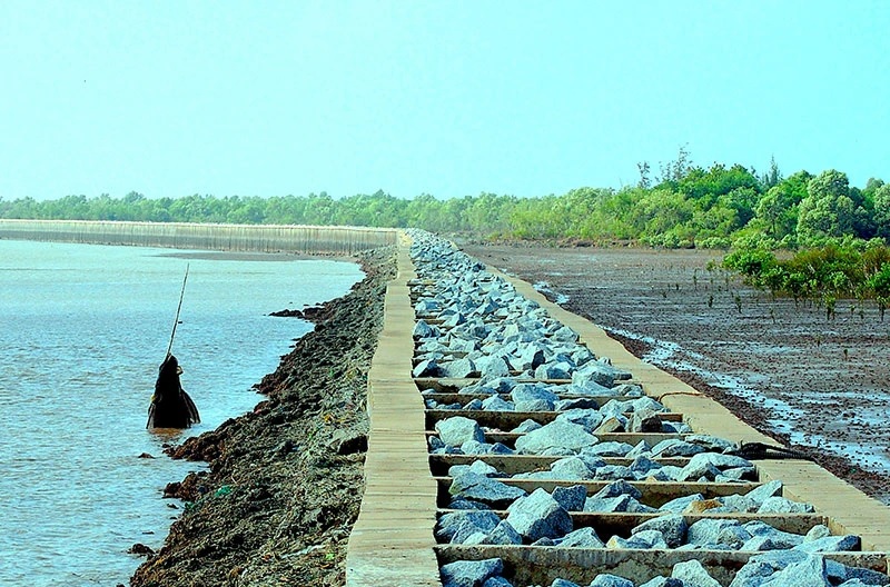 Rừng phòng hộ được tái sinh nhờ kè chắn sóng ven biển Tây Cà Mau, đoạn thuộc xã Khánh Tiến, huyện U Minh.