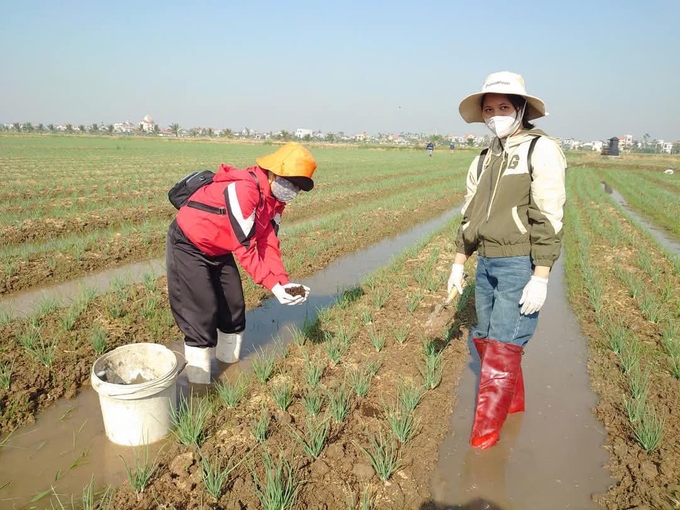 Phân giun quế của Hợp tác xã Sông Giá được nhiều nông dân tại TP Hải Phòng tin dùng. Ảnh: Vũ Cường 