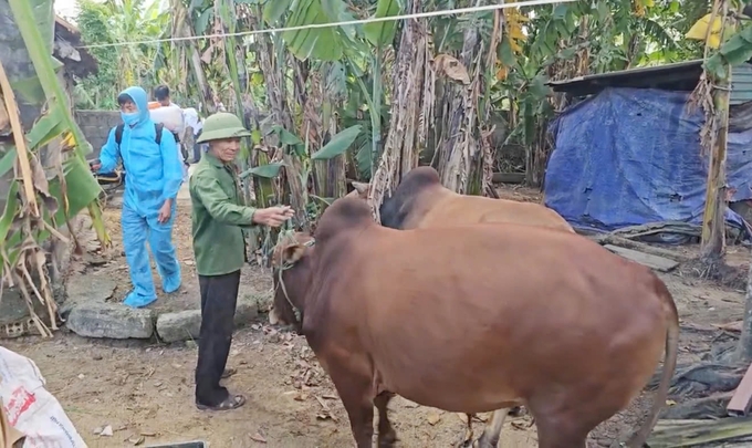 Building commune-level disease-free livestock farming facilities is Bo Trach district’s way to prevent disease early from afar. Photo: T. Phung.