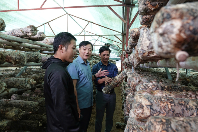 Ông Hoàng Hữu Độ, Giám đốc Sở NN-PTNT tỉnh Yên Bái thăm mô hình trồng nấm hương ở huyện Mù Cang Chải. Ảnh: Thanh Tiến.