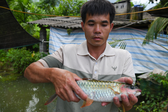 Anh Bùi Văn Tú bên con cá dầm xanh chừng 3 năm tuổi. Ảnh: Dương Đình Tường.