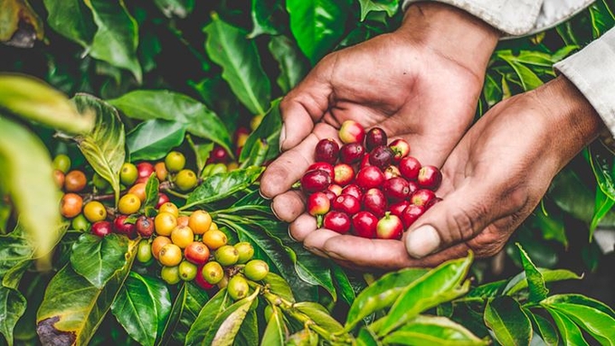 Domestic and global coffee prices updated on November 30, 2024