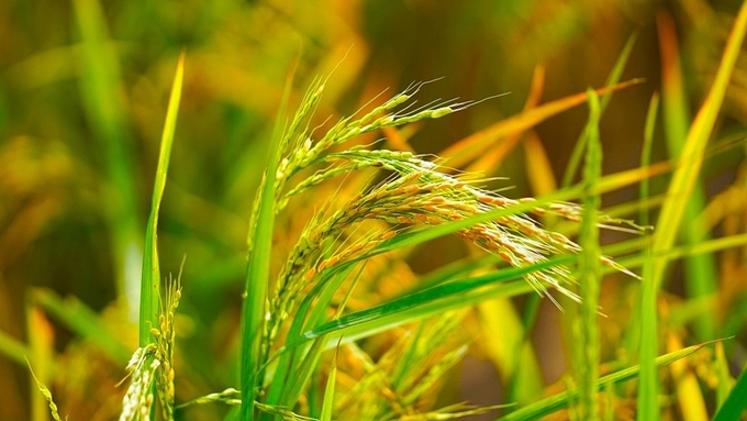 Update on rice and paddy prices on November 30, 2024